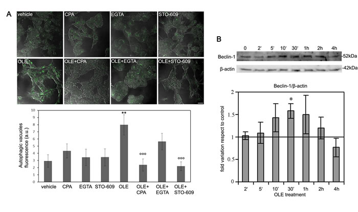 Short time cell treatment with OLE efficiently triggers the autophagic cascade.