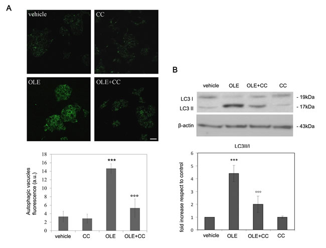CC blocks autophagy induction by OLE in RIN-5F cells.