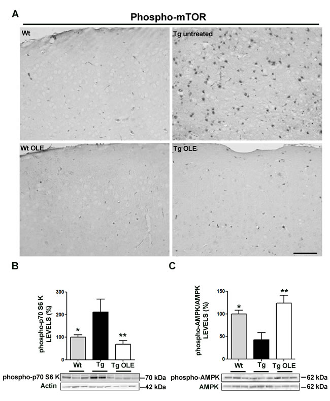 OLE restores to control levels the expression of phospho-mTOR, phospho-p70S6K and phospho-AMPK in the cortex of 6-12-month-old TgCRND8 mice.