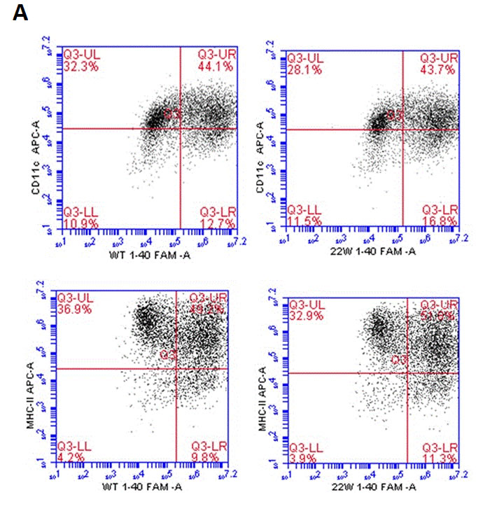 Antigen presentation results of DCs sensitized by wild-type FAM-A&#x3b2; 1-40 (WT FAM-A&#x3b2; 1-40), and FAM-A&#x3b2;40 carrying mutation at aa22 (22W FAM-A&#x3b2; 1-40).
