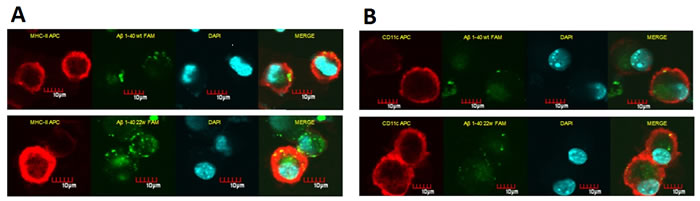 Confocal microscopy images of DCs sensitized by WT and mutant (22W) peptides.