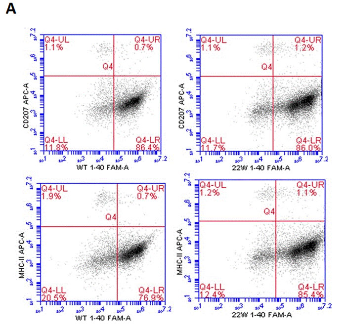 Antigen presentation results of LCs sensitized by wild-type FAM-A&#x3b2; 1-40 (WT FAM-A&#x3b2; 1-40), and FAM-A&#x3b2;40 carrying mutation at aa22 (22W FAM-A&#x3b2; 1-40).