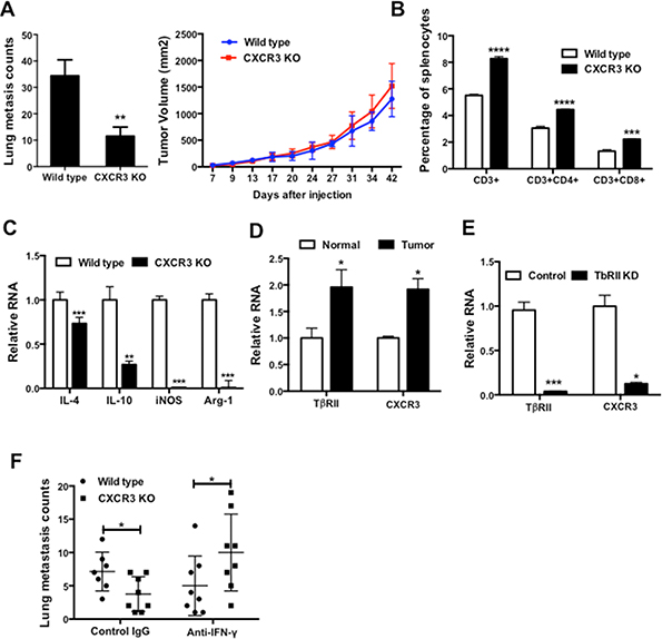 Figure 5. CXCR3 promotes lung metastasis and impairs host anti-tumor immunity.