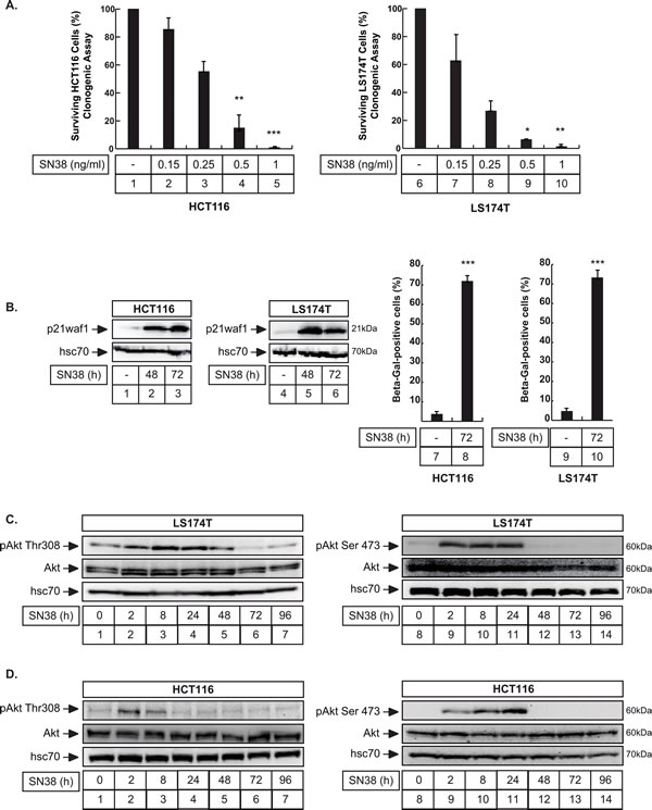 Akt is activated during Sn38-mediated senescence and cell cycle arrest.