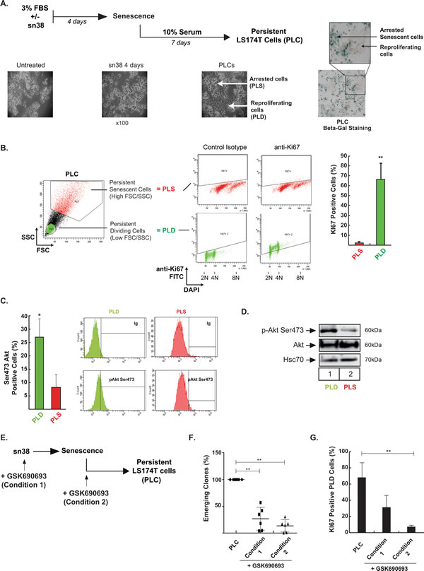Akt inhibition prevents cell emergence and treatment escape.