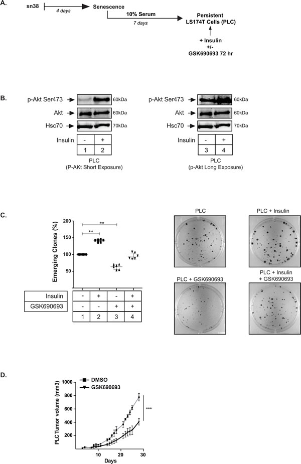 Akt activation in PLC increases the number of PLD.