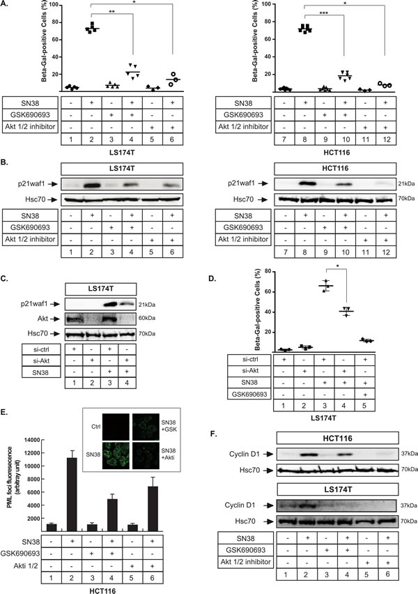 Akt inhibition prevents p21waf1 expression and senescence induction.