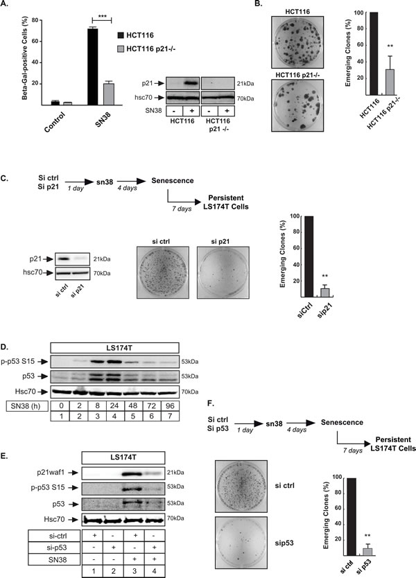 The presence of p21waf1 is necessary for cell emergence.