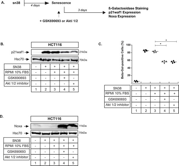 Apoptosis can still be induced when senescence is already established.