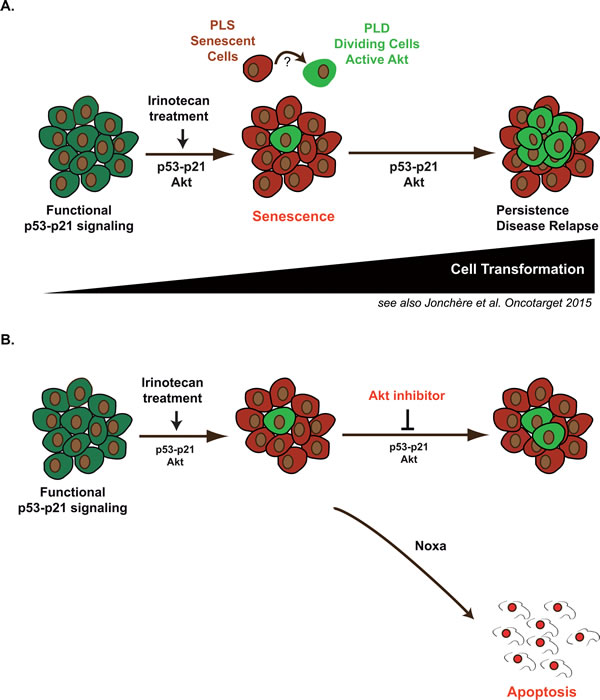 Emergence in response to sn38 is associated with increased Akt activation: apoptosis induction should reduce irinotecan and senescence failure in colorectal cancer.