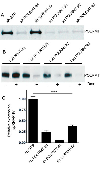 Effects of shRNA against POLRMT on target knockdown.