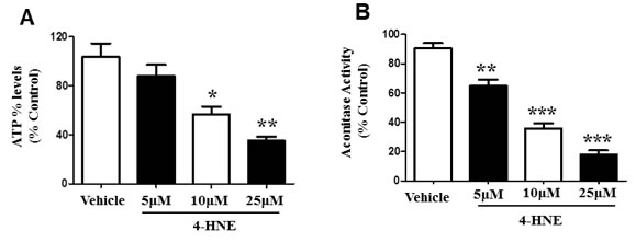 4-HNE reduces SAEC ATP% levels and aconitase activity.