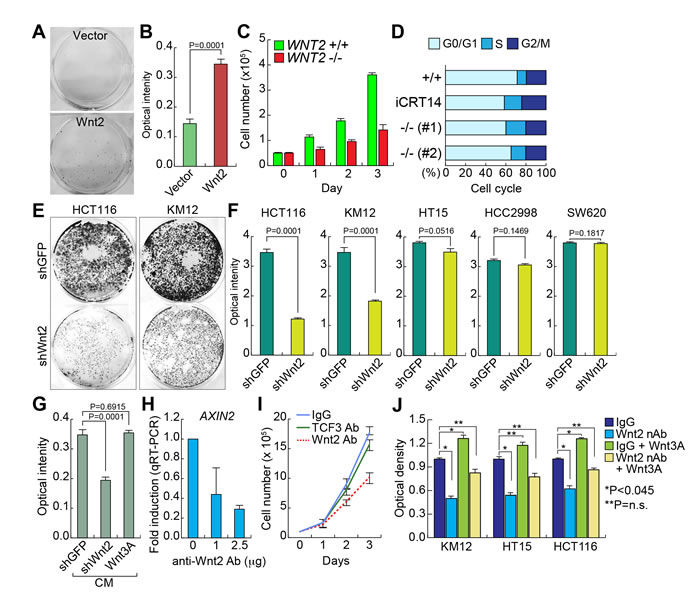 Wnt2 is required for CRC cell proliferation.