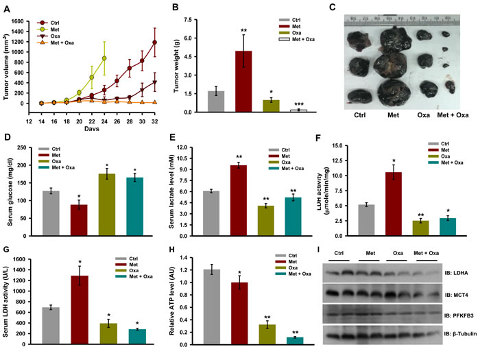 Inhibition of LDH activity restricts tumor progression of melanoma tumor upon complex I inhibition.