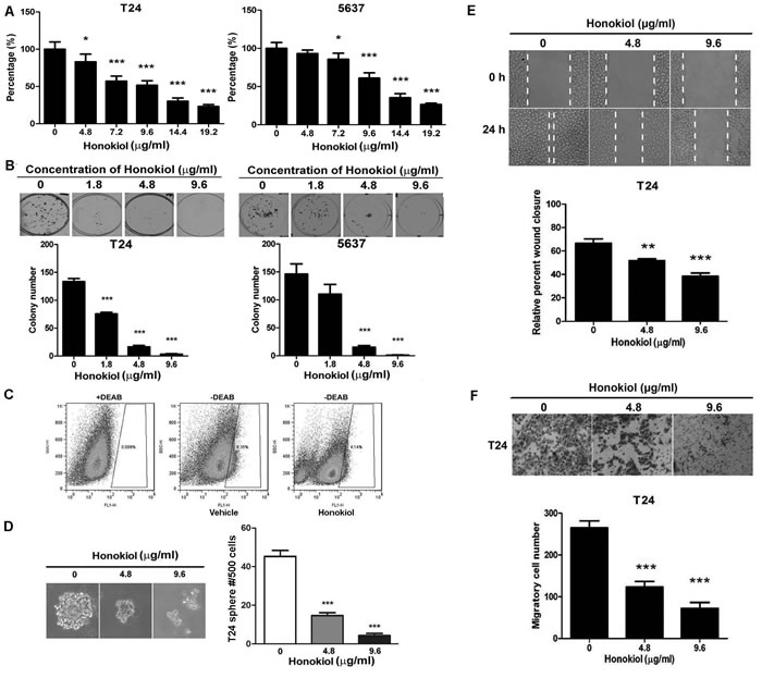 Honokiol decreased the aggressiveness of UBC cells.