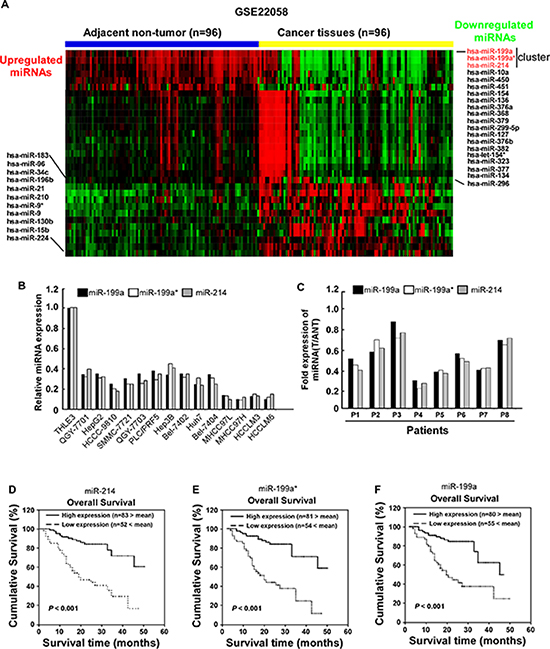 Downregulation of miR-214/199a/199a* in HCC is correlated with poor patient survival.