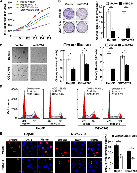 Overexpression of miR-214 suppressed HCC cell proliferation by inhibiting the G1&ndash;S transition.