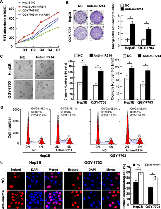 Antagonism of miR-214 accelerated proliferation of HCC cells by promoting cell-cycle progression.