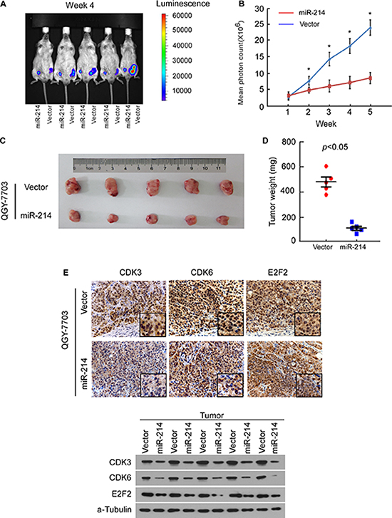 miR-214 inhibited tumor growth of HCC cell xenografts in vivo.