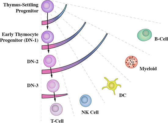 Developing thymus-settling progenitors retain clandestine options.