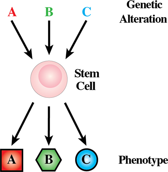 Genotype-phenotype correlations are established in human leukemias.