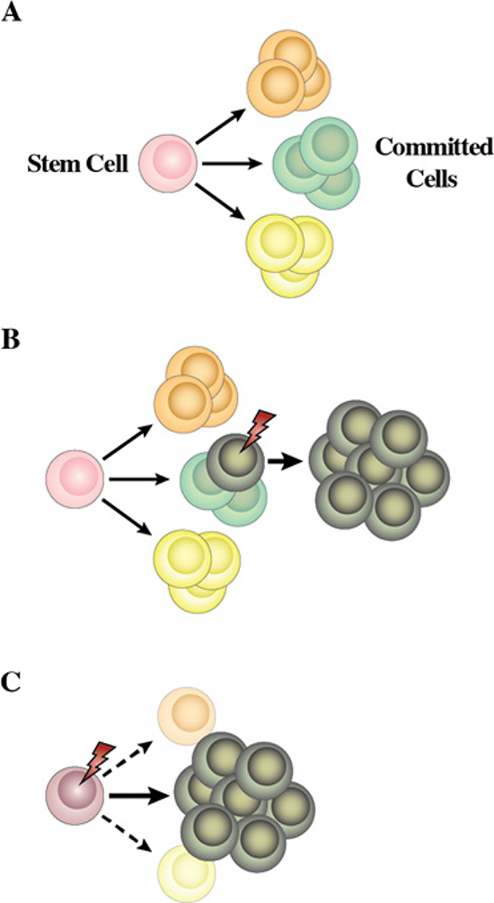 Proposed model for the role of human cancer gene defects in cell lineage specification.