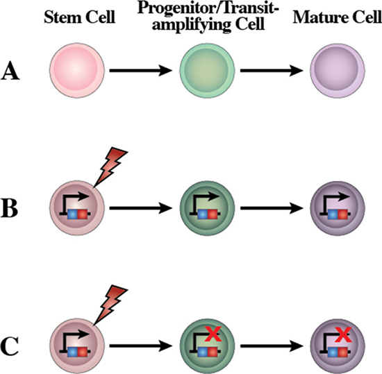 A new concept of the human leukemia as a result of a restriction of lineage options during stem cell transformation.