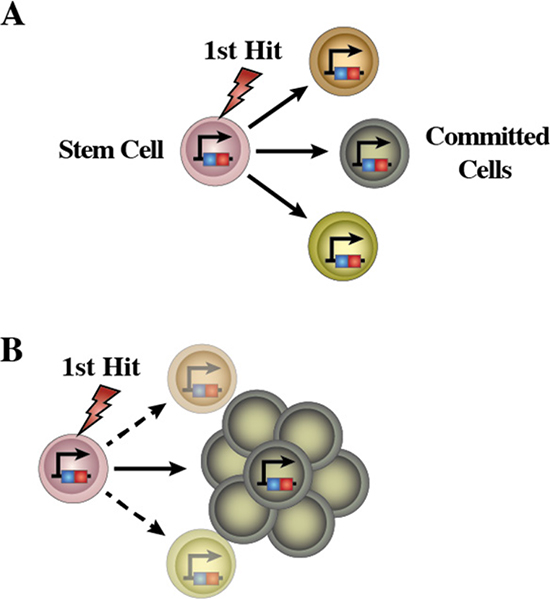 Schematic representation of the emergence of LSCs in human leukemia.