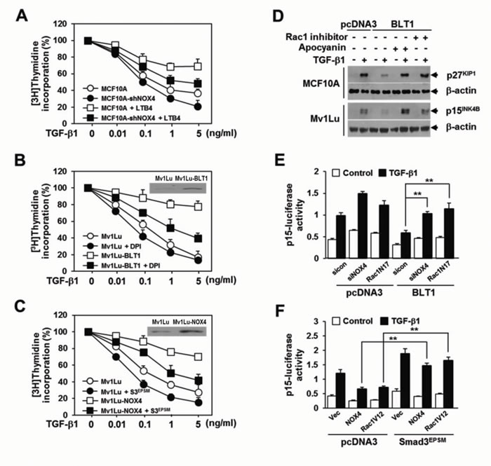 NOX is required for the suppression of TGF-&#x3b2;1-induced growth inhibition by LTB