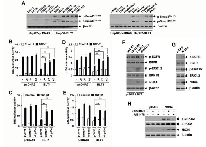 BLT1-NOX-ROS-EGFR-PI3K-ERK1/2-linked cascade constitutes a key LTB