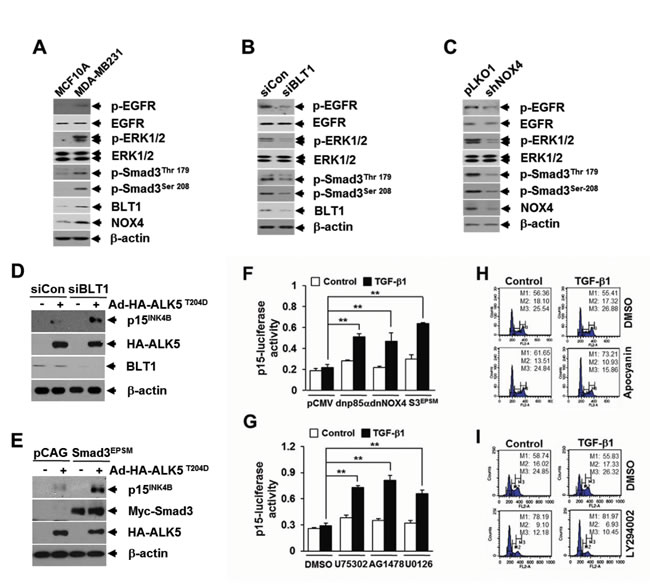 BLT1 signaling to Smad3 linker region phosphorylation contributes to the resistance to TGF-&#x3b2;1 growth inhibition of MDA-MB231 breast cancer cells.