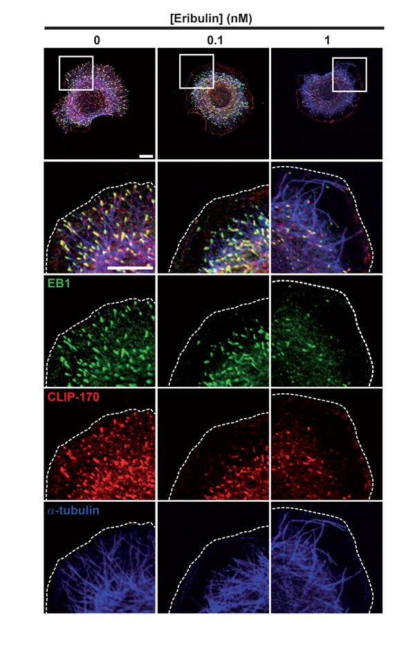 Effects of eribulin on EB1 and CLIP-170 microtubule +end localization.