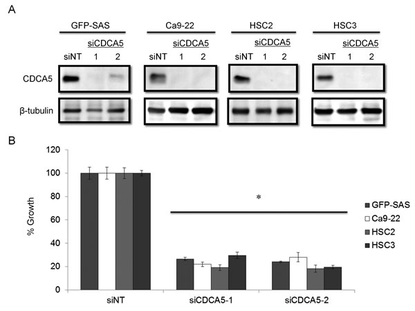 Knockdown of CDCA5 in human OSCC cells by siRNA.
