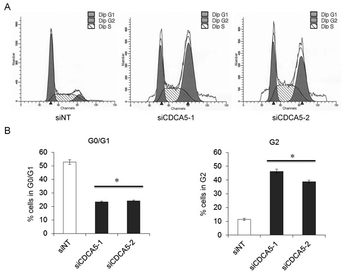 Role of CDCA5 in the cell cycle of human OSCC cells.