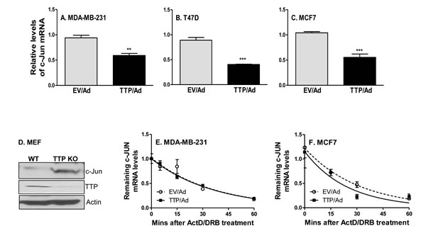 TTP inhibits c-Jun expression at the level of transcription.