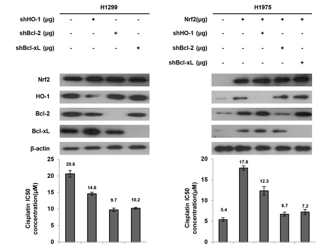Bcl-2 and Bcl-xL are more involved than HO-1 on Nrf2-mediated cisplatin resistance.