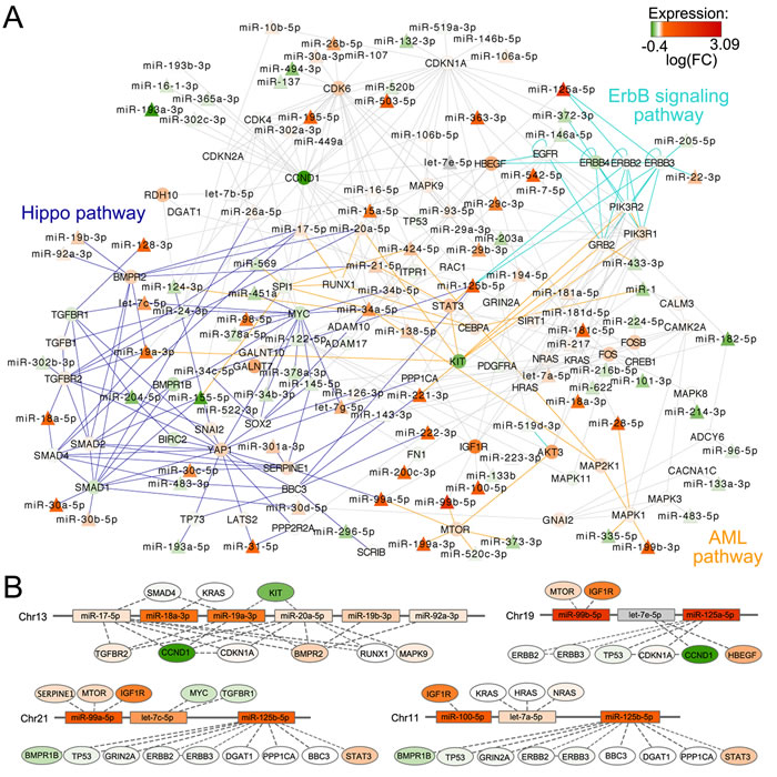 Union of KEGG path-derived networks associated to t(4;14) phenotype by micrographite analysis of NewMM96 and MyIX153 datasets.