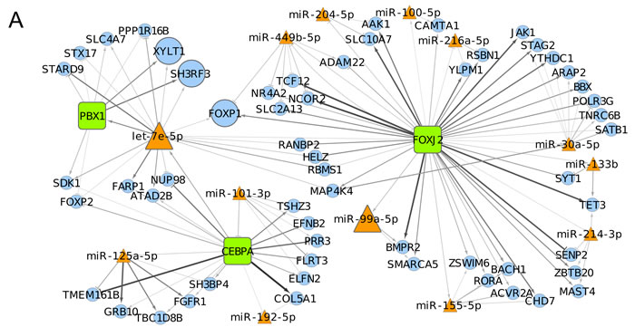Transcriptional and post-transcriptional regulatory circuits in MM.