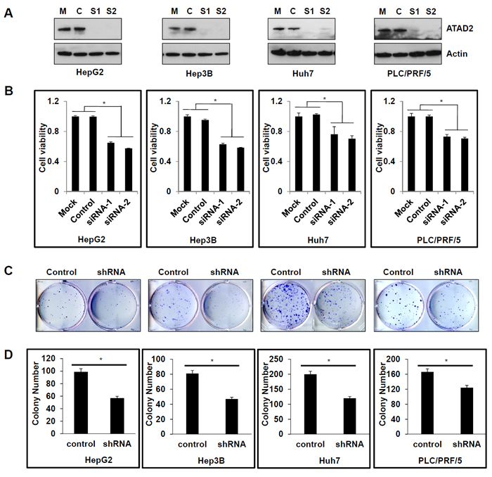 Suppression of ATAD2 inhibited HCC cell viability and colony formation.
