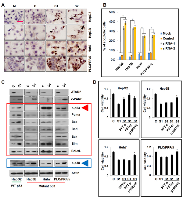 Suppression of ATAD2 facilitated p53- and p38-dependent apoptotic signaling in HCC cells.