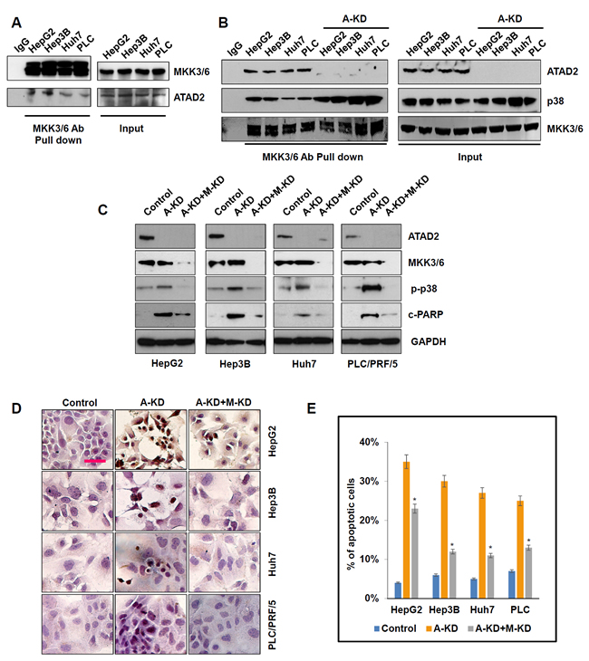 ATAD2 directly interacted with MKK3/6 to abrogate MKK3/6-induced phosphorylation of p38.