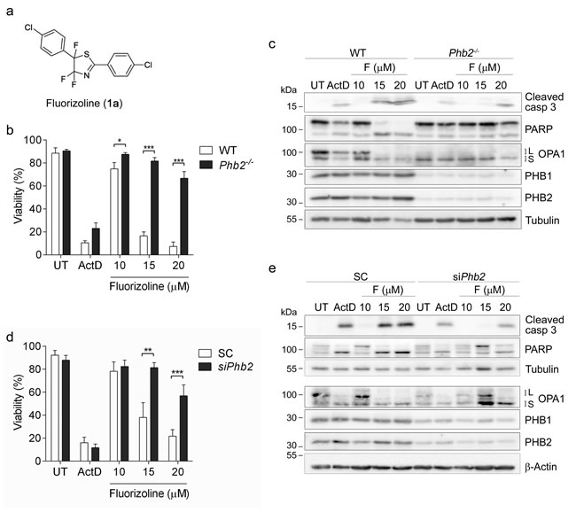 The presence of PHBs is required for fluorizoline-induced apoptosis.