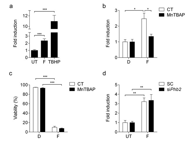 Fluorizoline induces ROS production independently of PHBs and apoptosis induction.