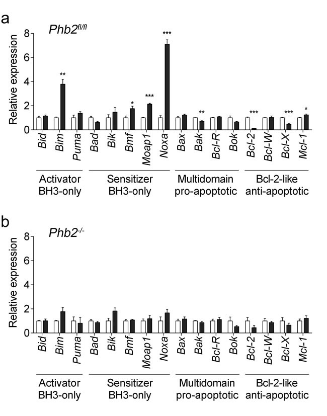 Fluorizoline modulates the expression of BCL-2 family members by targeting PHBs in MEFs.