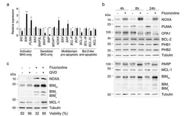 Fluorizoline changes mRNA and protein levels of various BCL-2 family members in HeLa cells.