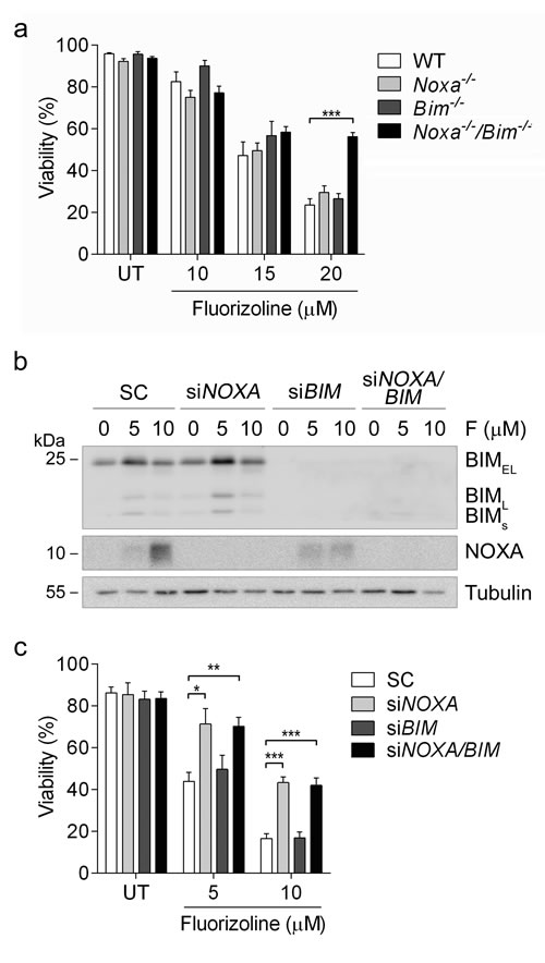 Loss of NOXA and BIM blocks fluorizoline-induced apoptosis.