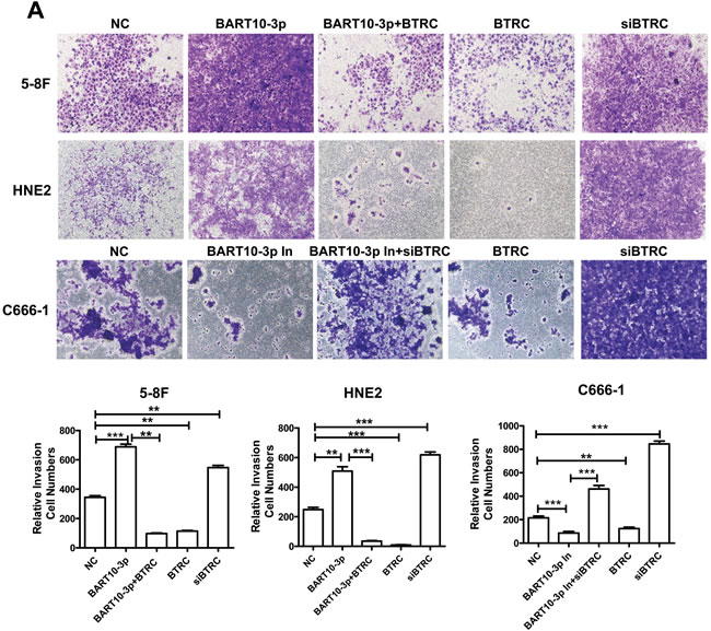EBV-miR-BART10-3p promoted invasion and migration of NPC cells by reducing