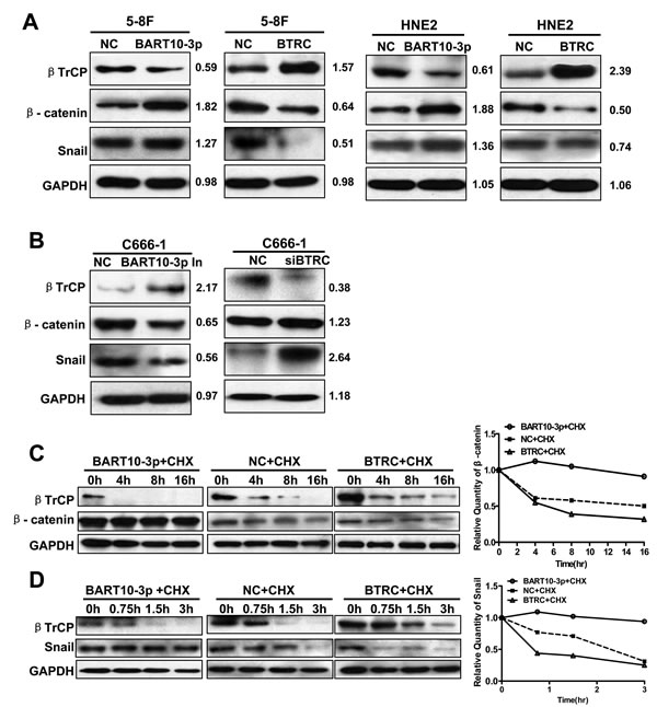 EBV-miR-BART10-3p up-regulated the expression of &#x3b2;-catenin and Snail through inhibiting &#x3b2;TrCP.