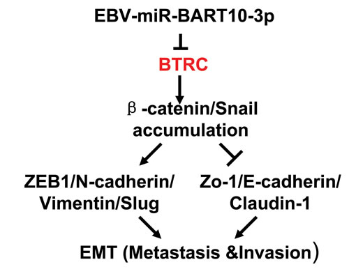 Graphical representation illustrated the role of EBV-miR-BART10-3p mediated pathway in the EMT of NPC.