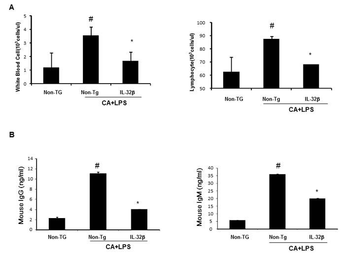 Effect of IL32&#x3b2; on immune responses in inflammatory arthritis IL32&#x3b2; mice.